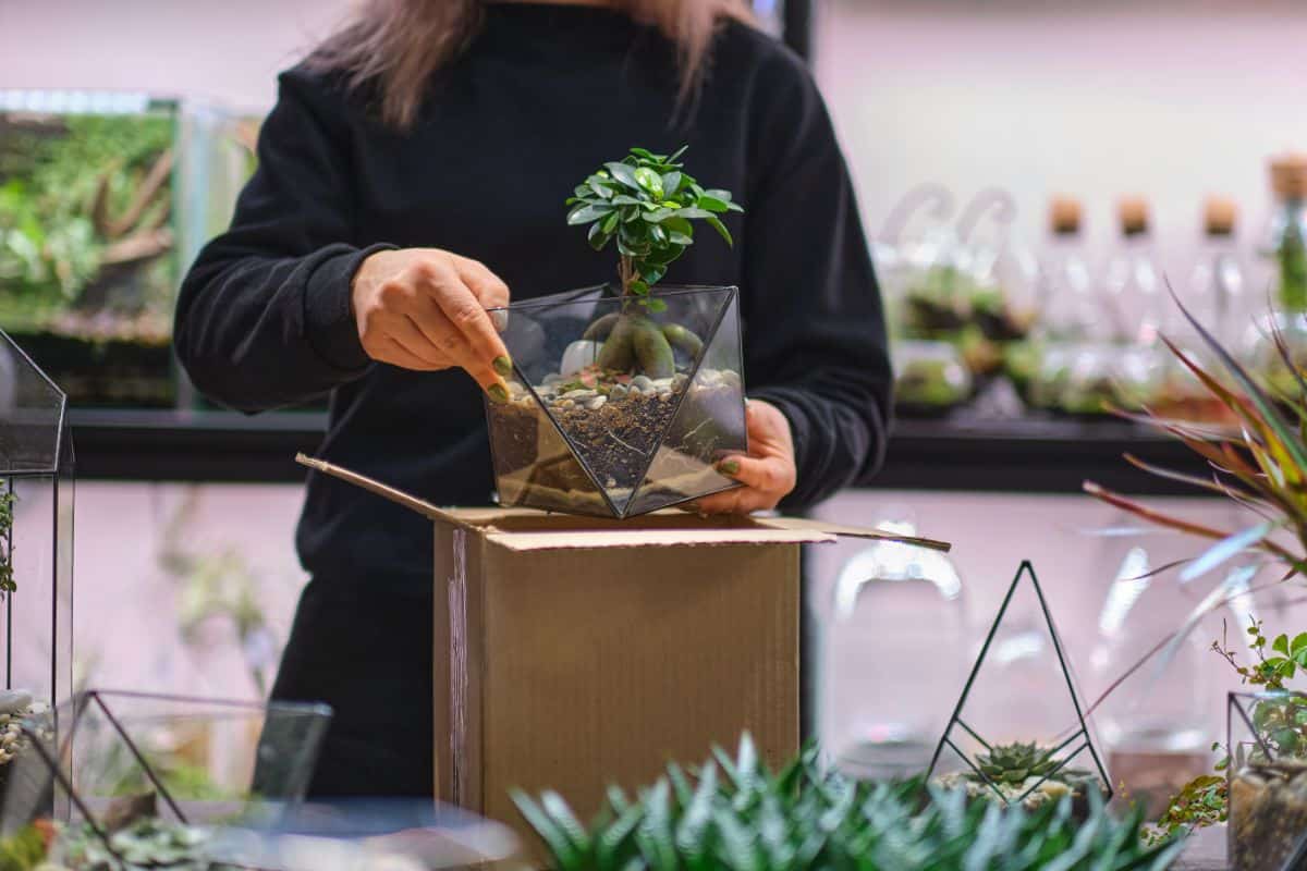 Woman holding a succulent in a pot over a cardboard box.