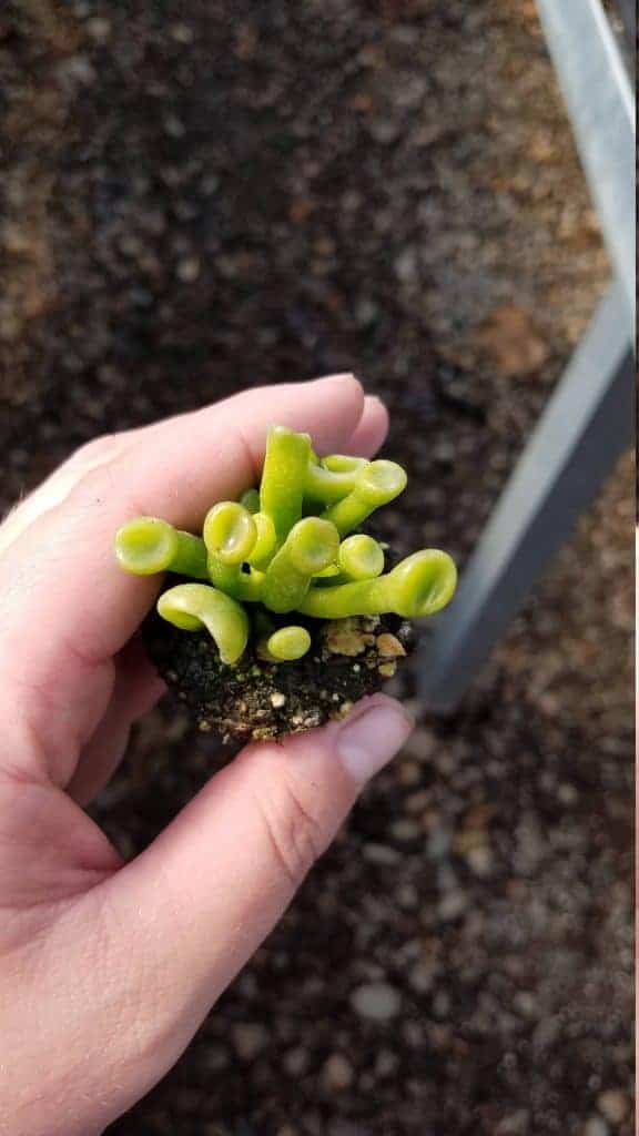 Hand holding a succulent plug.