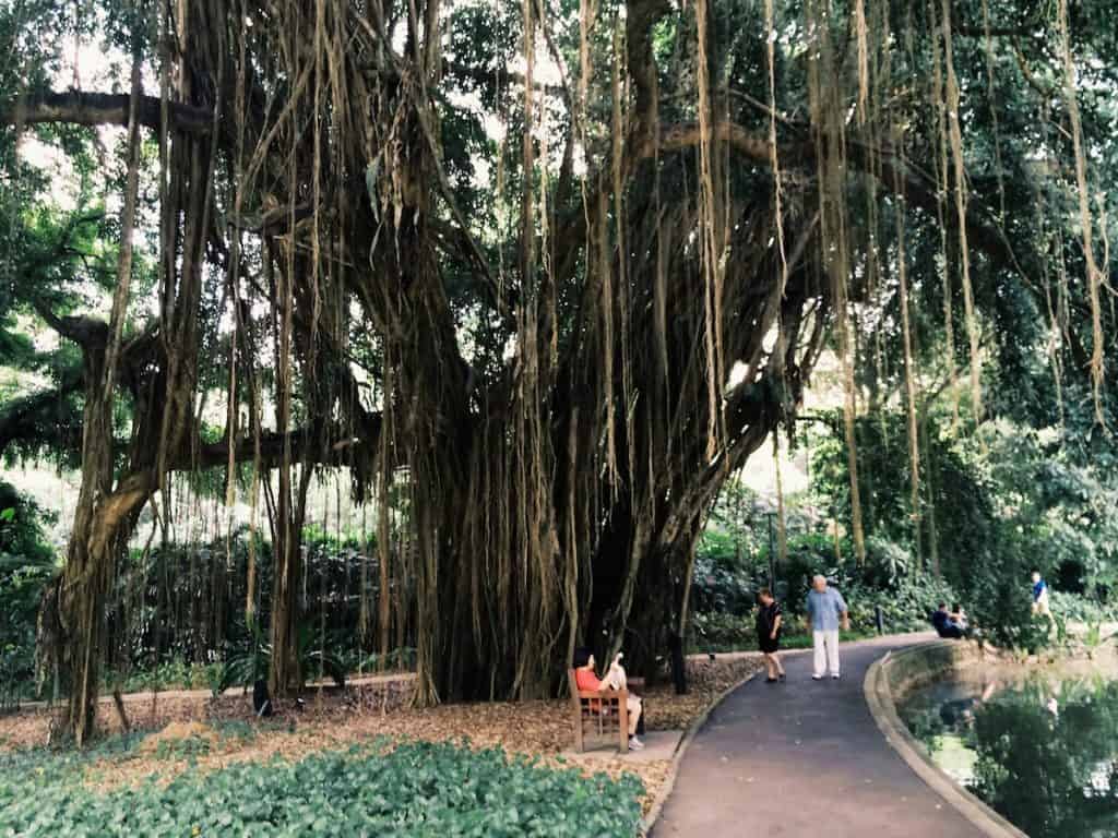 Huge aerial roots on a tree.