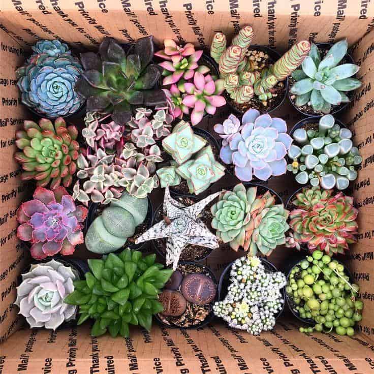 Different varieties of succulents in a box.
