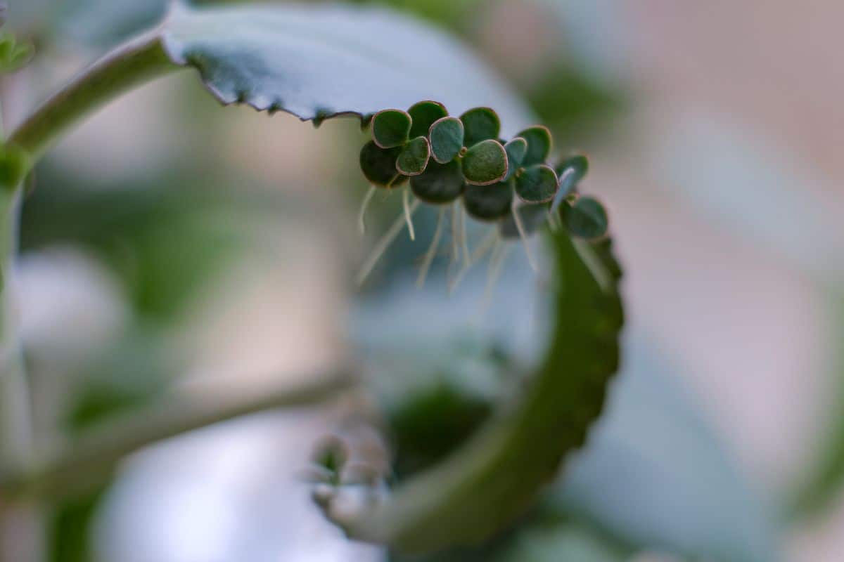 Kalanchoe with visible aerial roots close-up.