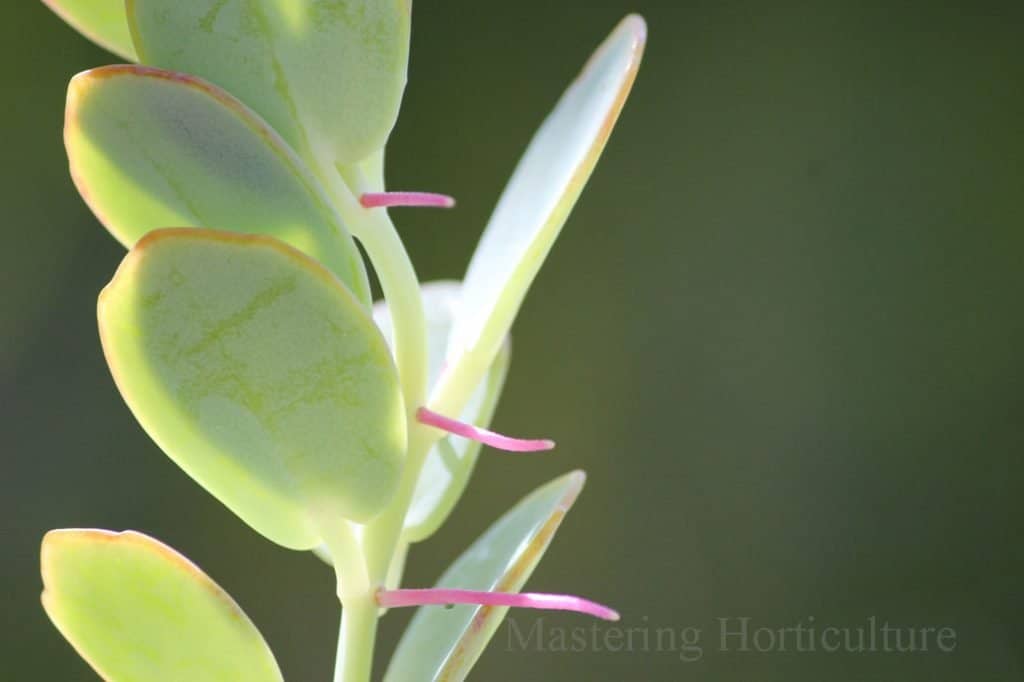 Aerial roots on a succulent stem.