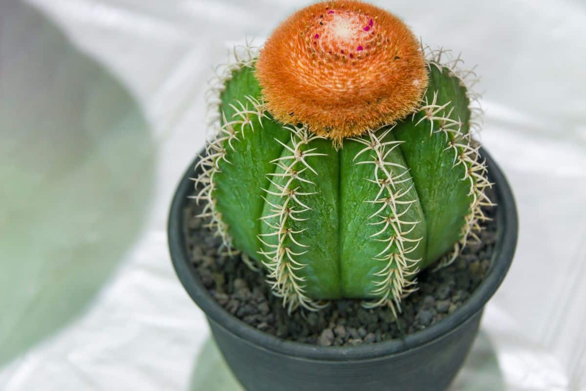 Melocactus matanzanus growing in a pot.