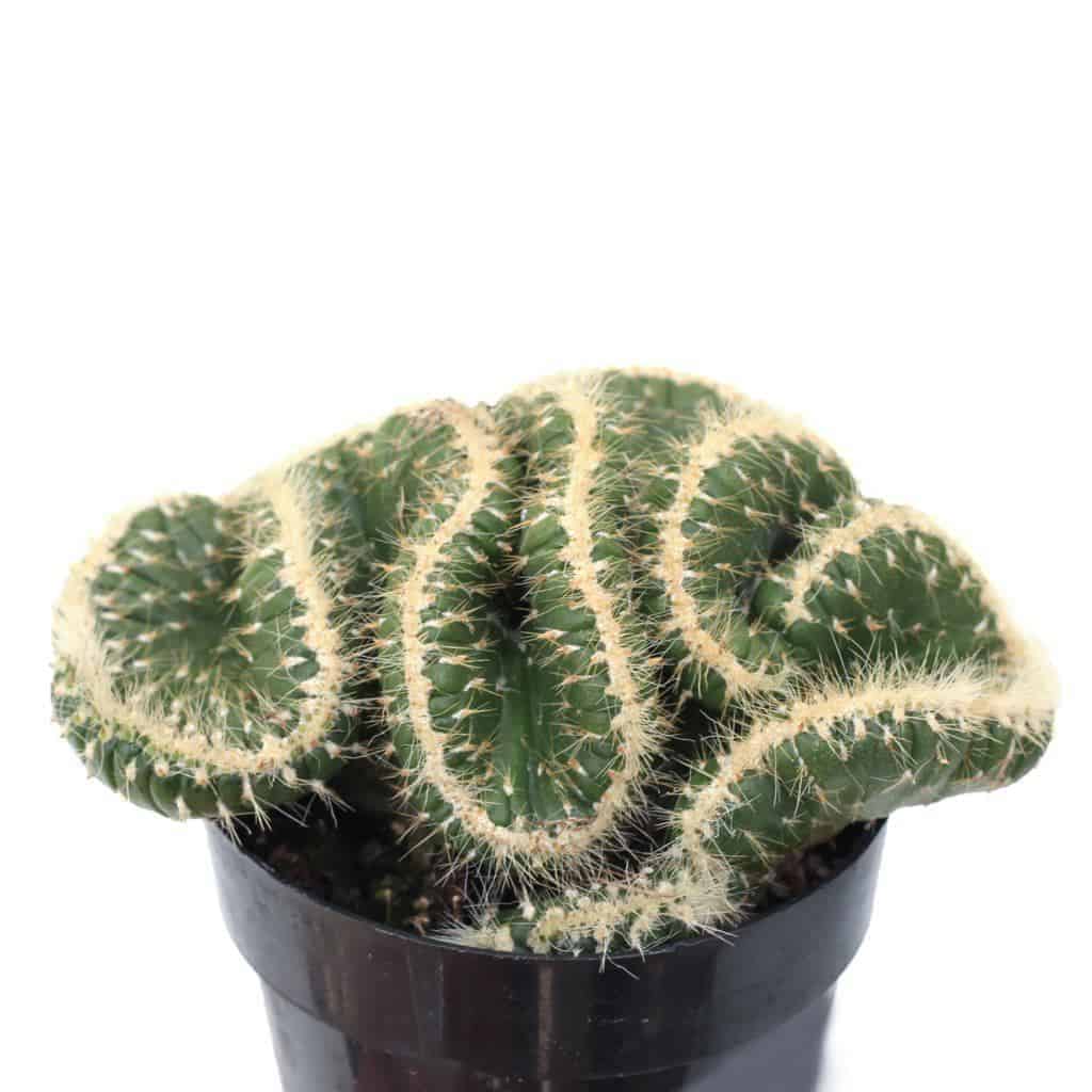 Opuntia cylindrica cristata in a pot.