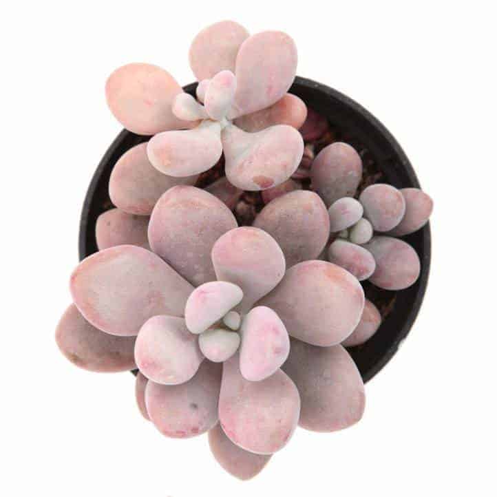 Pachyphytum oviferum- Pink Moonstones grwoing in a pot.