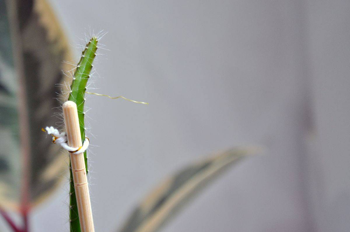 Succulent with visible aerial roots.