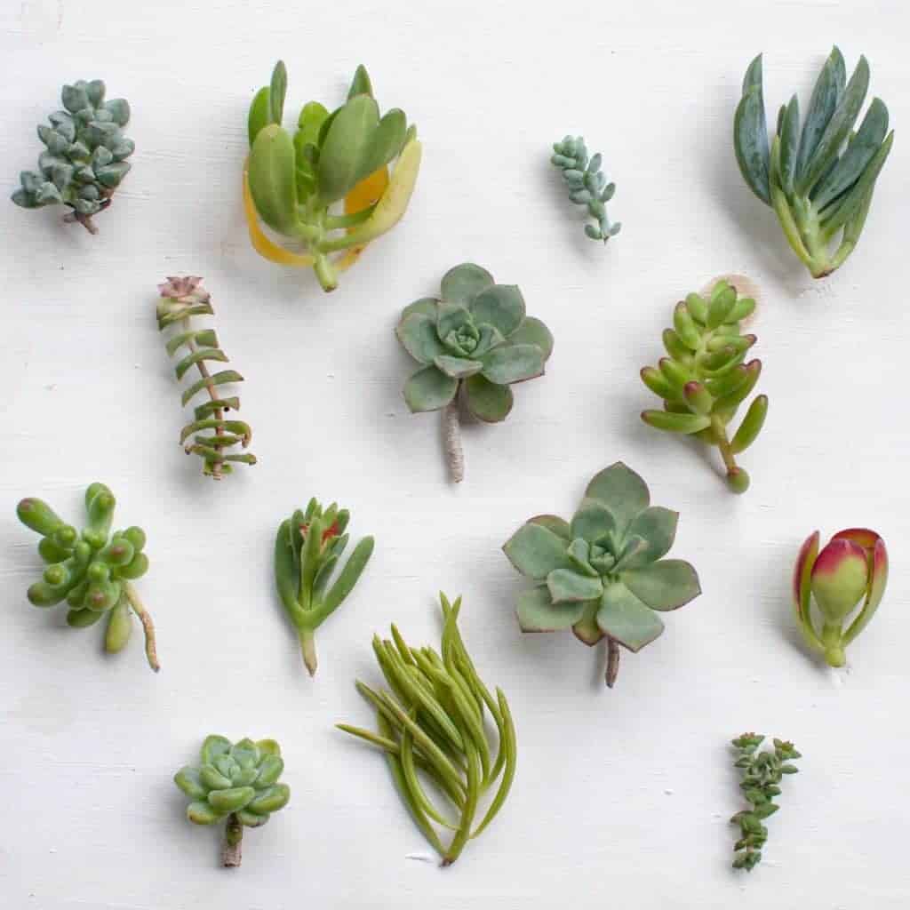 Succulent cuttings on a white background.