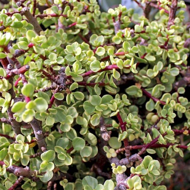 Portulacaria afra - Elephant bush close-up.