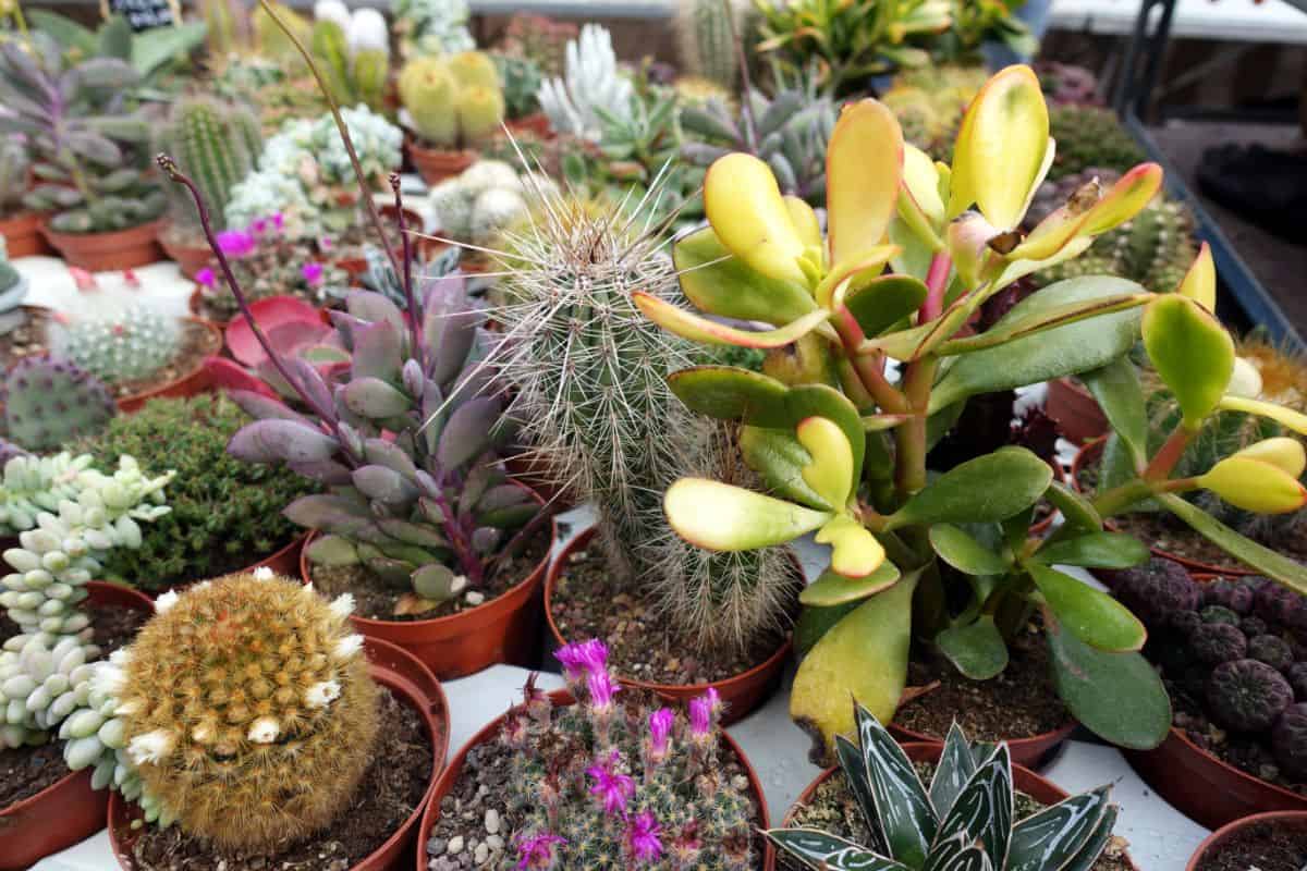 Potted succulents at a winter garden.