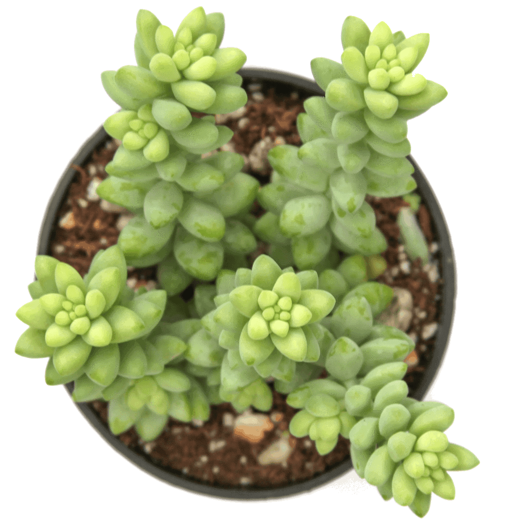 Sedum morganianum-Burro’s Tail growing in a pot.