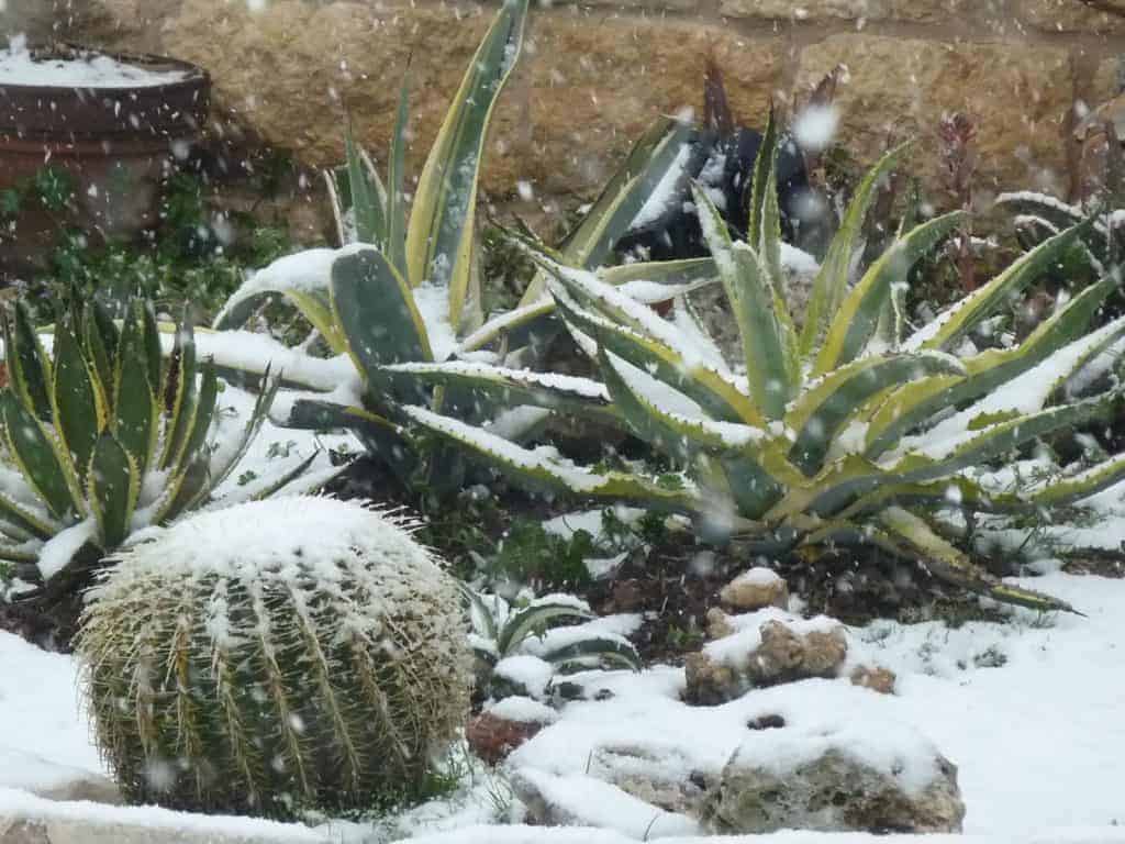 Hardiness Zones and Succulents