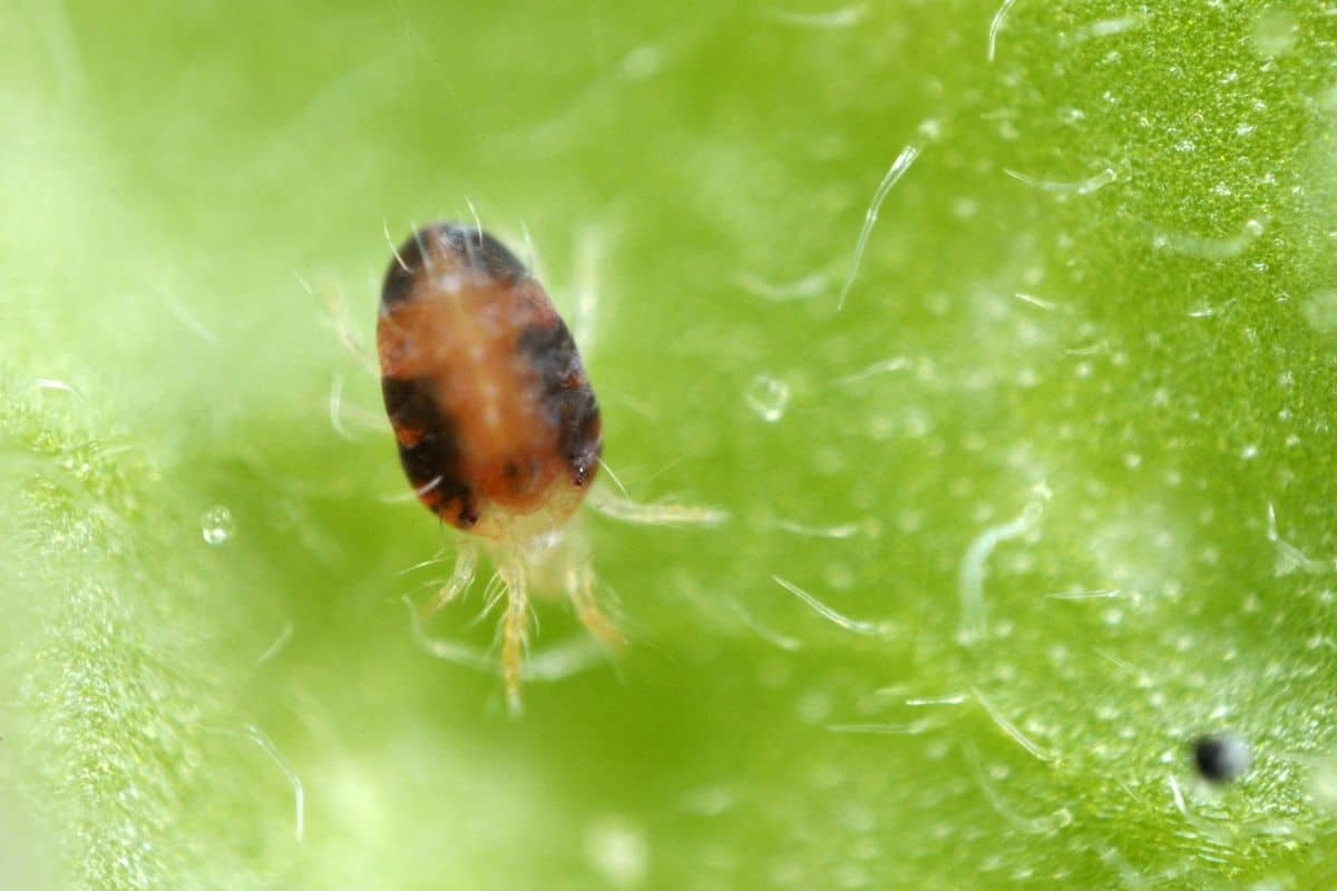 Sprider mite on a leaf close-up.