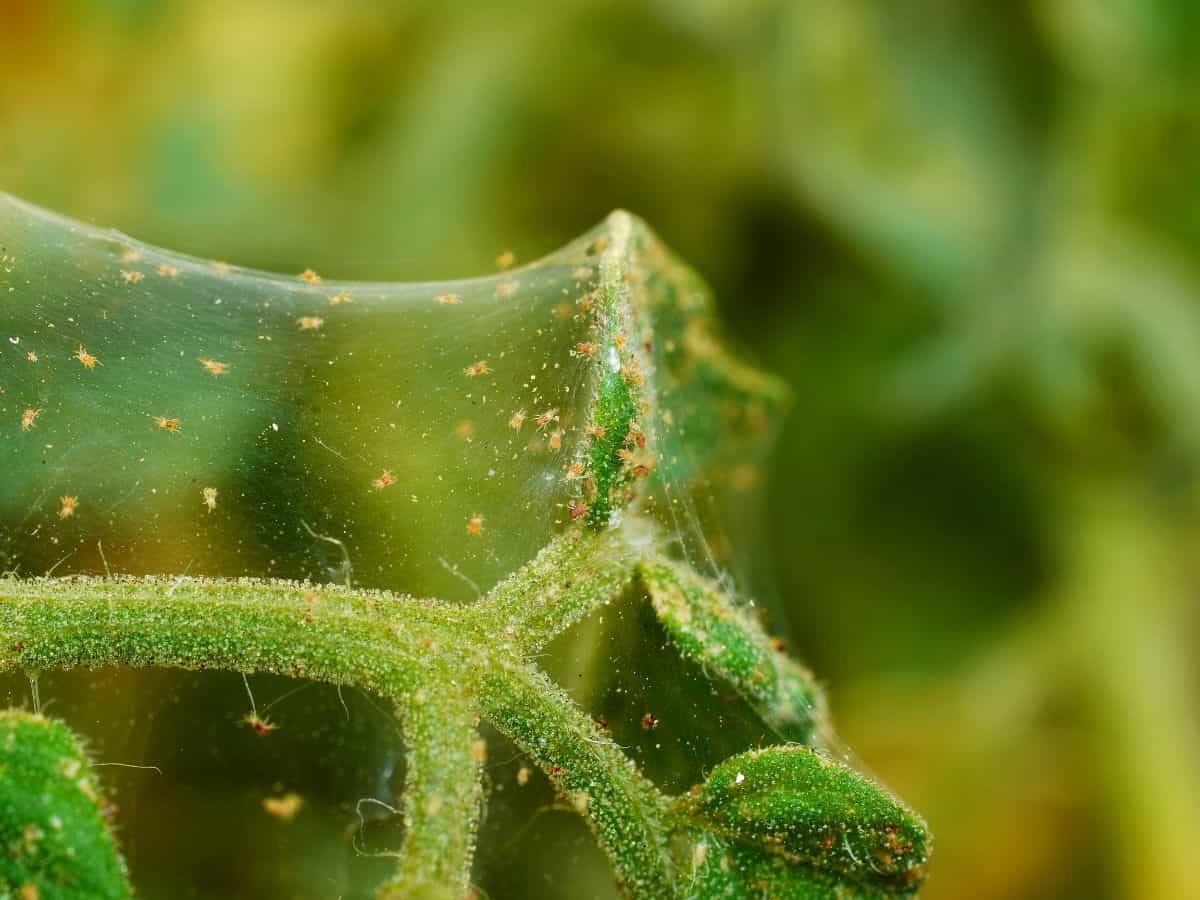 Colony of spider mites on a stem.