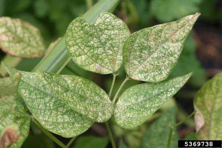 Spider mites on succulent leaves