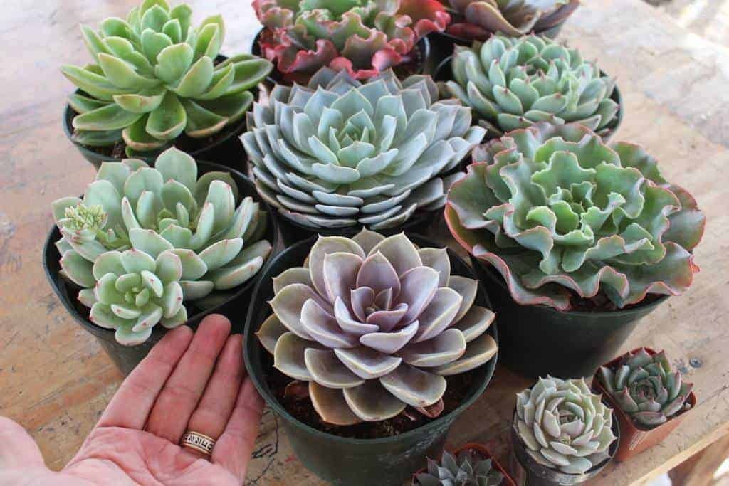 Echeverias growing in pots.