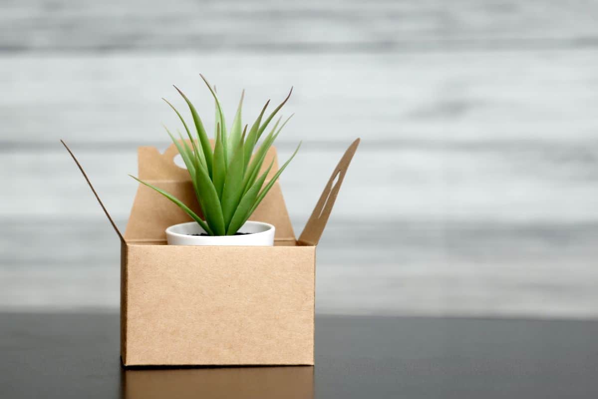 Succulent in a pot in a cardboard box.