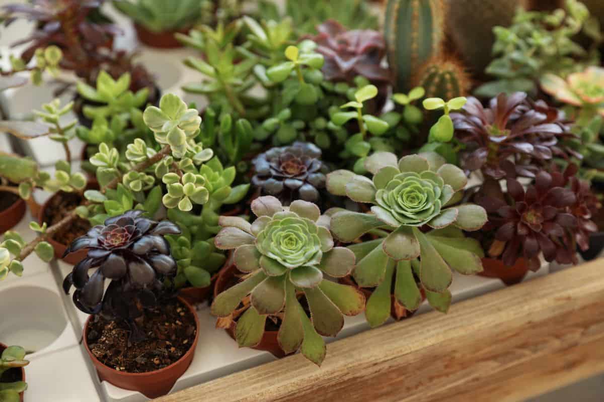 Different varieties of succulents in a tray.