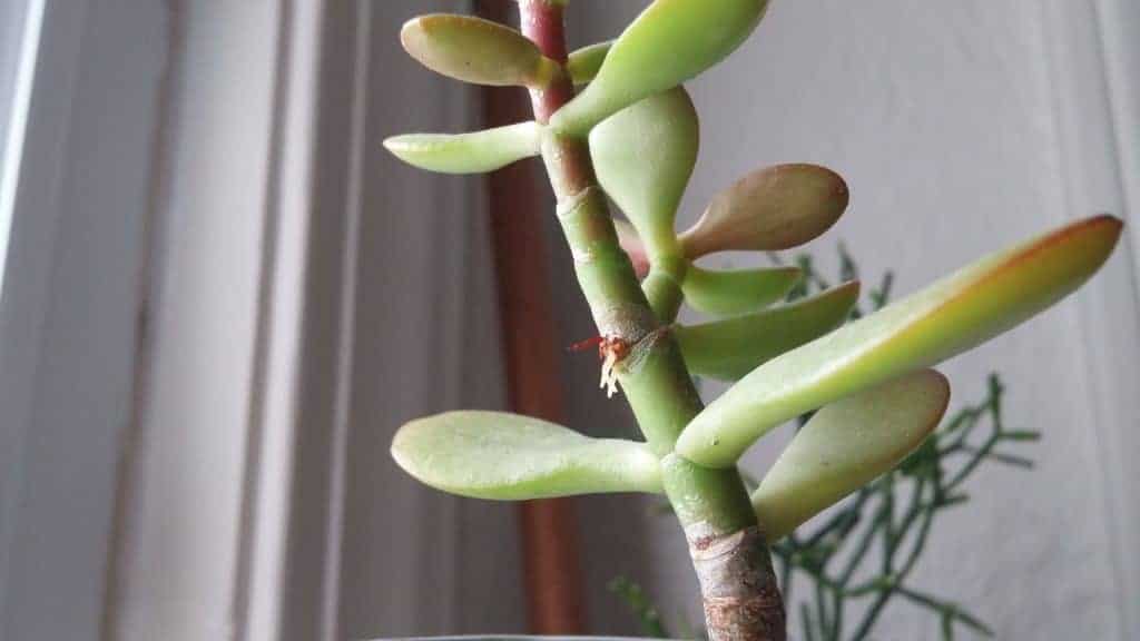 Succulent with aerial roots on a stem.
