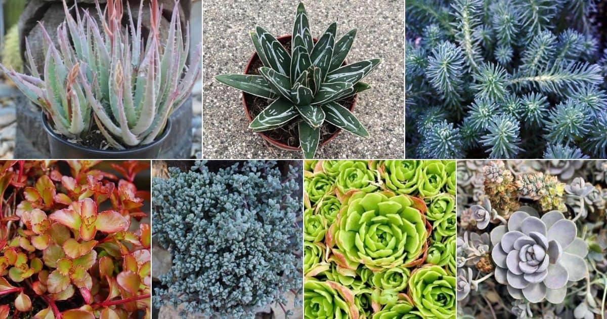 Collage of bes cold hardy succulents.