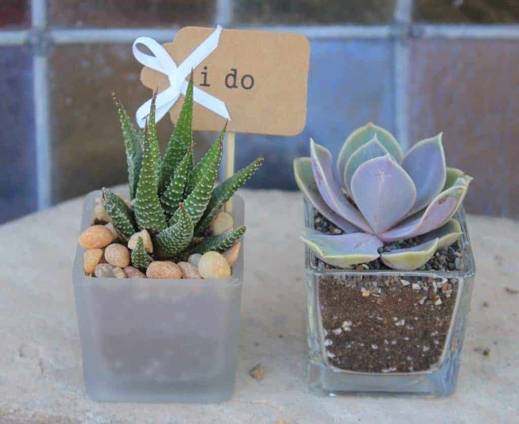 Succulents in glass pots.