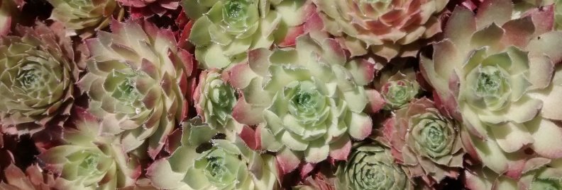 Succulents close-up.