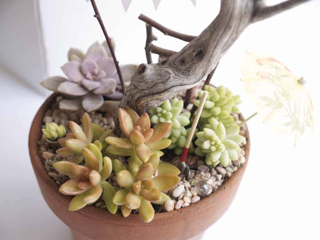 Succulent fairy garden in a pot.