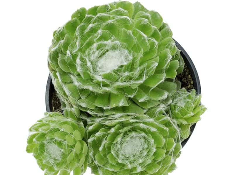 Hens and Chicks – Sempervivum growing in a pot.