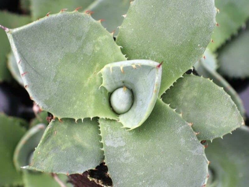 Parry’s Agave – Agave parryi close-up.