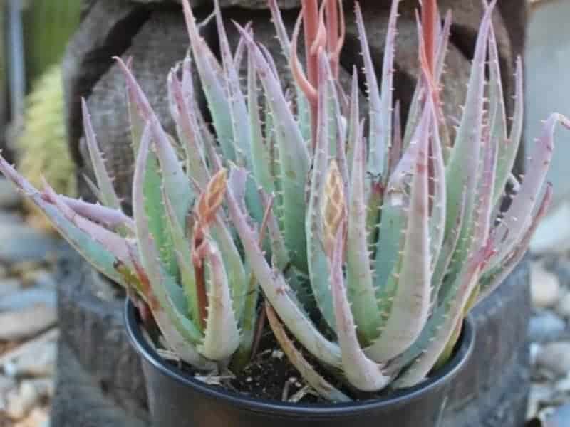 Blue Elf – Aloe growing in a pot.