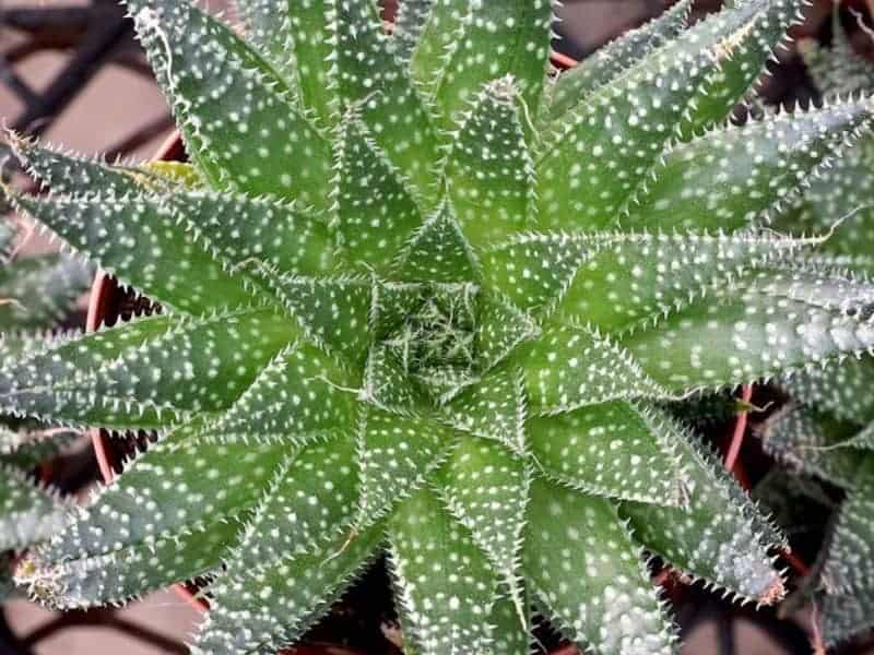 Lace Aloe – Aloe aristata growing in a pot.