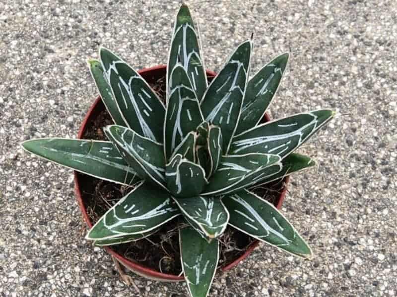 Queen Victoria Agave – Agave victoriae-reginae growing in a pot.