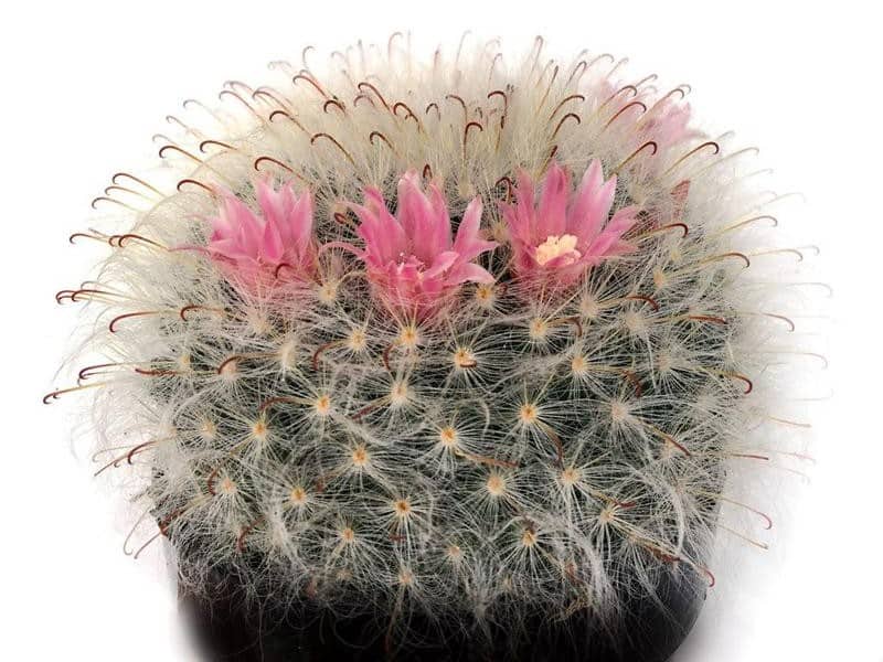 Powder Puff Cactus – Mammilaria bocasana close-up.