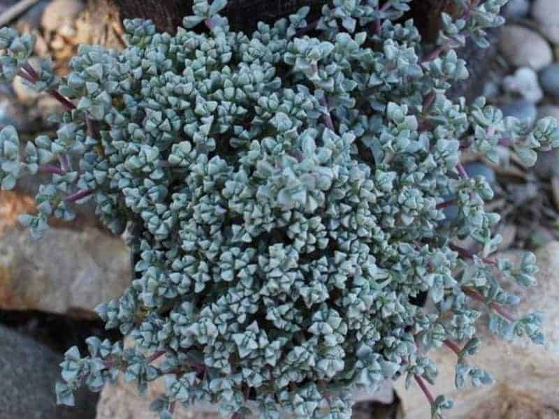 Pink Ice Plant - Lampranthus deltoides close-up.