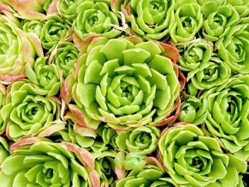 Rosularia platyphylla close-up.