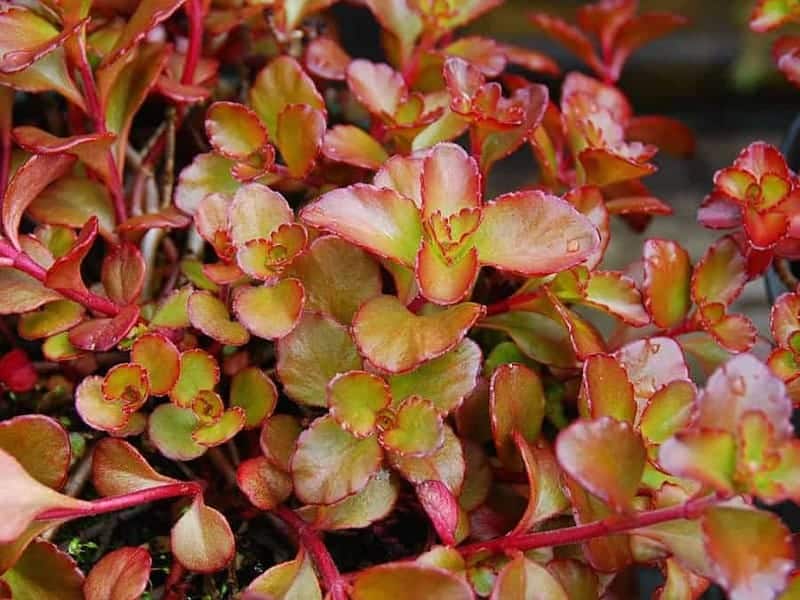 Bronze Carpet – Sedum spurium close-up.