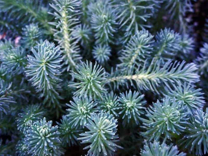 Blue Spruce – Sedum reflexum close-up.