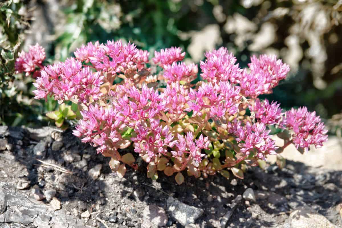 Sedum spurium close-up.