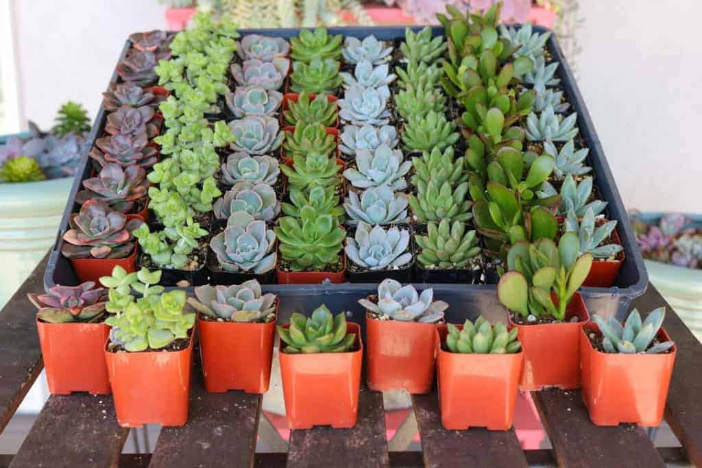 Succulents in pots on the tray.