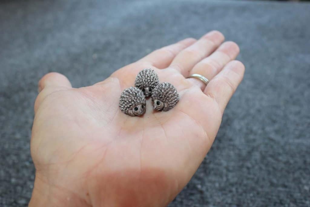 Tiny hedgehogs on the human palm.
