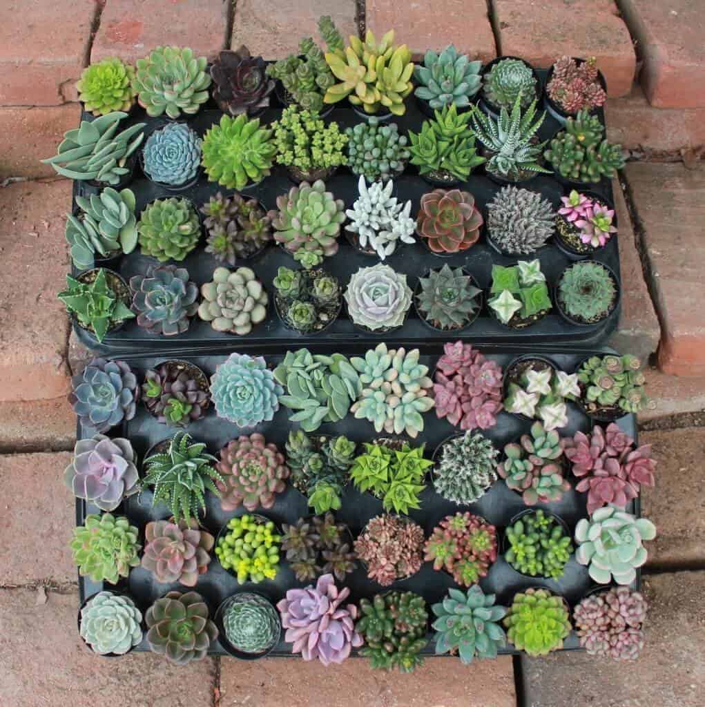 Different varieties of succulents in a planter.