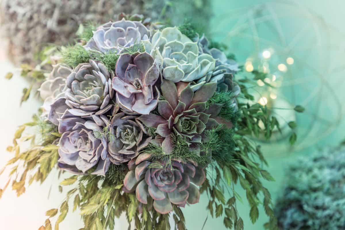 Beautiful succulent bouquet.