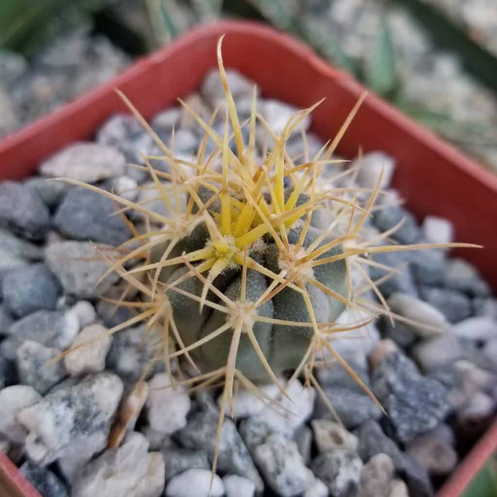 Barrel cactus growing in a pot close-up.