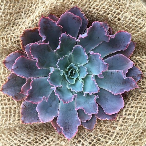 Echeveria neon breaker variety.