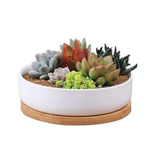 Succulent Starter Pack Sublime Succulents