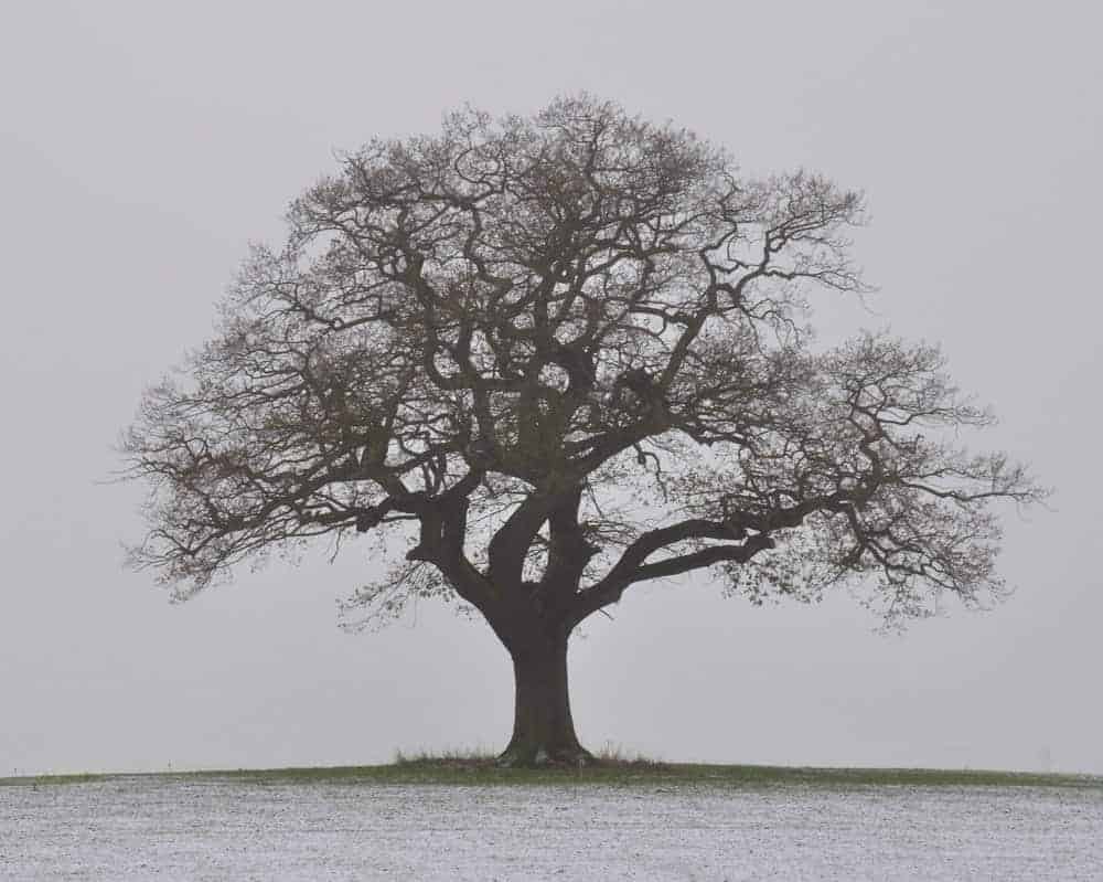 Big tree during winter.