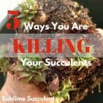 5 ways killing succulents