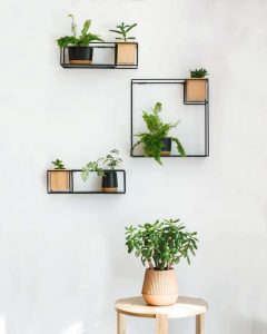 5 ways killing succulents