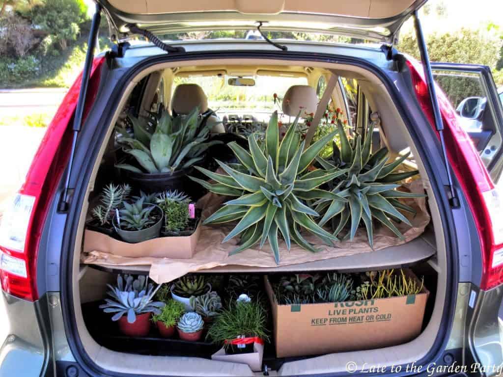 Bunch of succulents in a trunk of a car