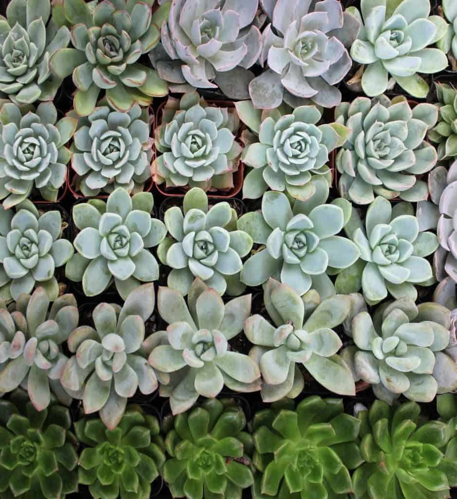 Wholesale Succulents – Where to Buy Trays for Landscaping