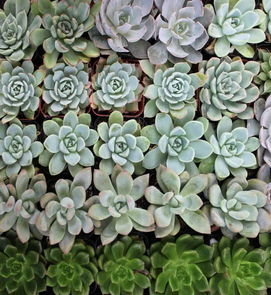 Purchasing Wholesale Succulents for Businesses and Landscaping